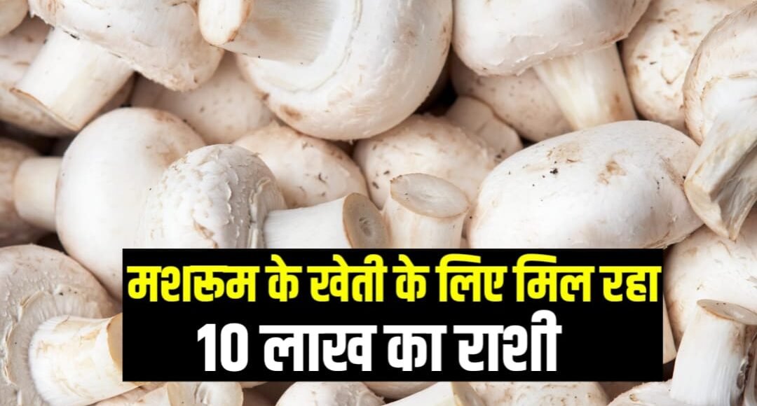 Bihar government will give a grant of up to 10 lakh rupees on mushroom cultivation